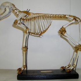 Museo Anatomico Veterinario
